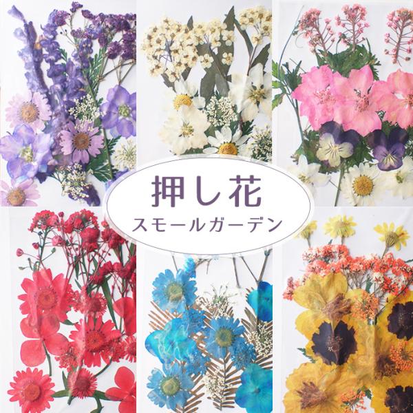押し花 (86) スモールガーデン ドライフラワー 花材 レジン