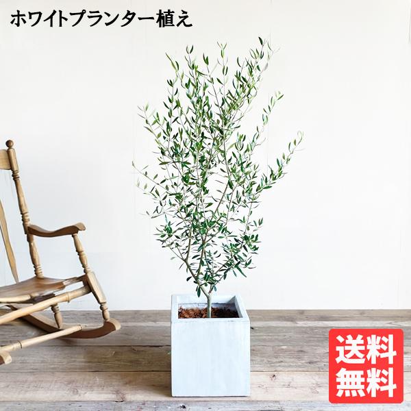 オリーブ オリーブの木 キューブホワイト鉢植え 送料無料 育てやすい