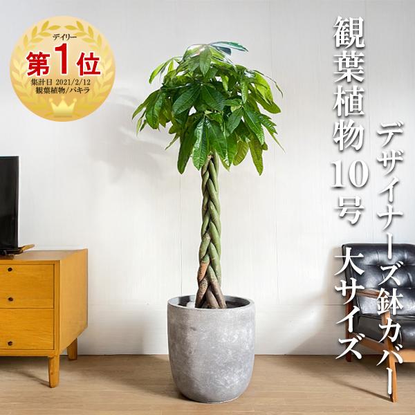 パキラ 観葉植物 10号 大型 ラウンド型 高級鉢カバー付 アッシュグレー