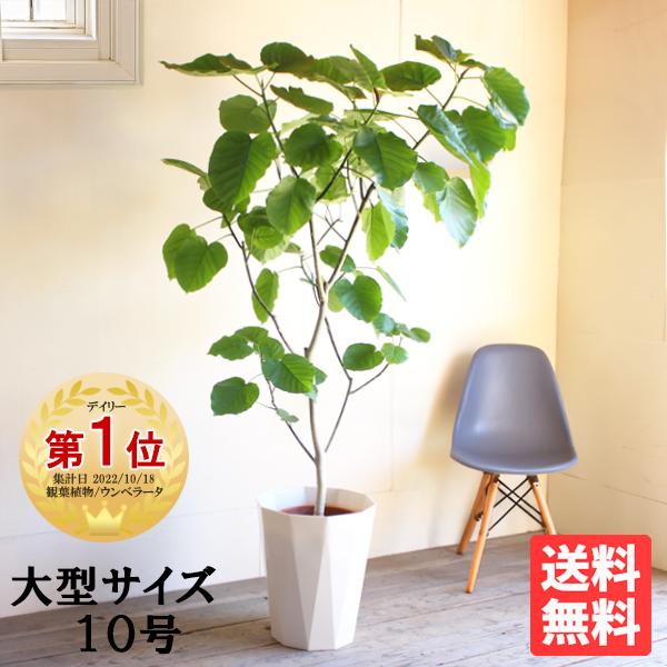 フィカス ウンベラータ 観葉植物 10号 大型 ゴムの木 ウランベータ