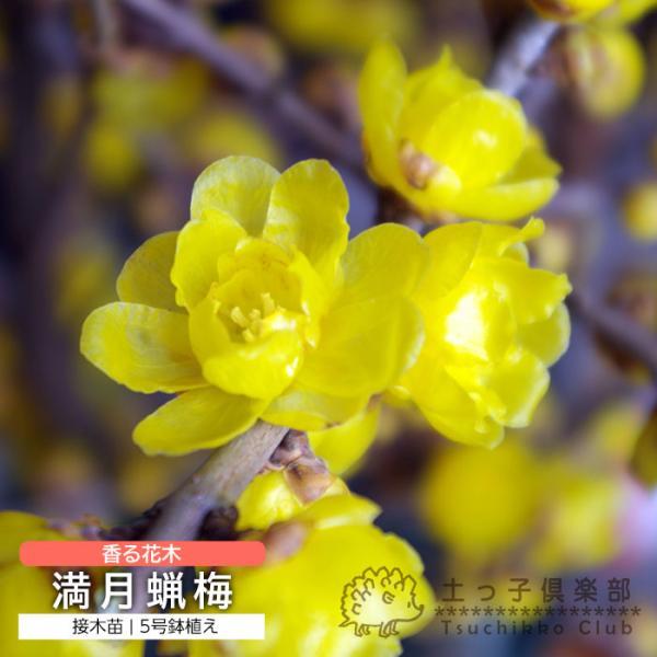 香る花木 『 満月蝋梅 （ マンゲツロウバイ ） 』 5号鉢植え 接ぎ木苗