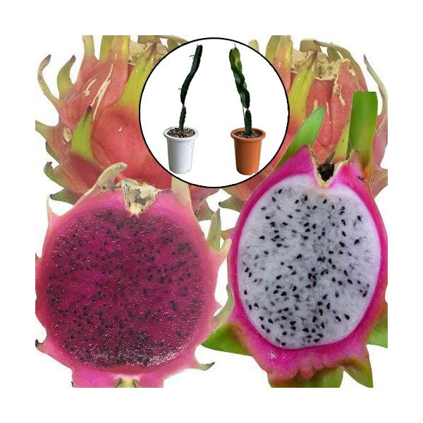 ドラゴンフルーツ苗 大サイズ 紅白セット 6号鉢 : りゅうか商事 - 通販