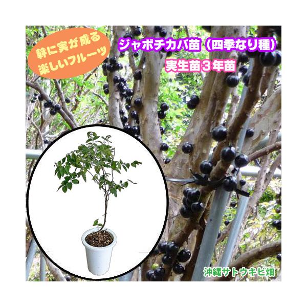 ジャボチカバ苗（四季なり種）実生苗3年苗 : りゅうか商事 - 通販