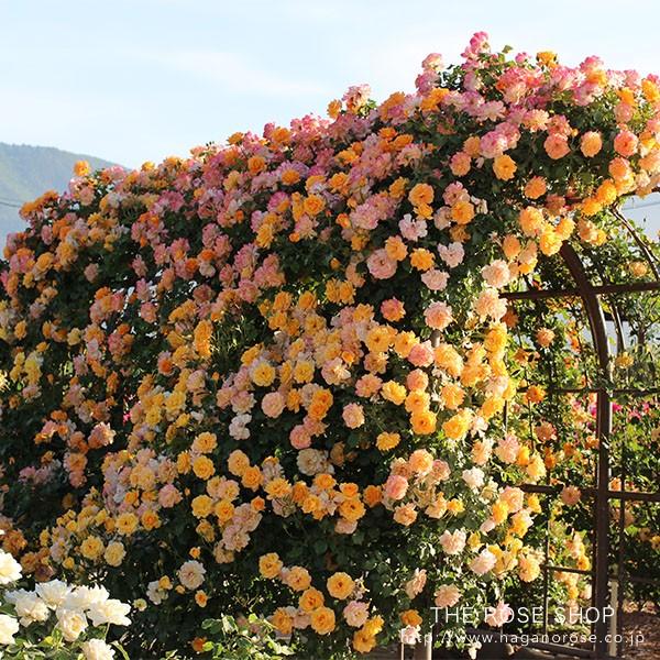 バラ苗 サハラ'98 (大苗) つるバラ 四季咲き 中輪 黄色系 タンタウ