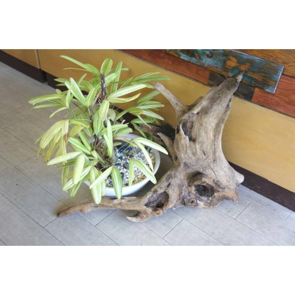 流木 大型サイズ インテリア オブジェ 観葉植物 おしゃれ 爬虫類 登り