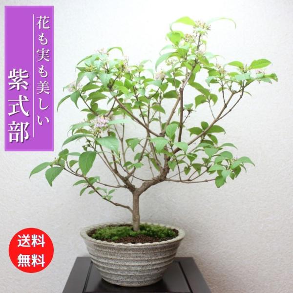 紫式部 ムラサキシキブ ミニ盆栽 むらさきしきぶ 花ギフト 敬老の日
