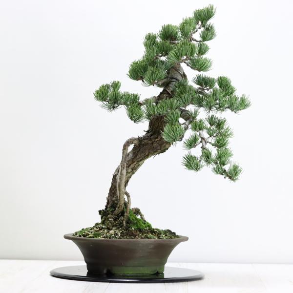 根上りの五葉松盆栽 送料無料 樹齢数百年のような趣を感じさせる根上