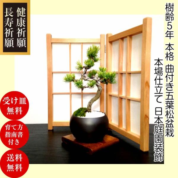 wagokorobonsai_wb0065