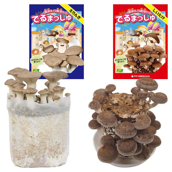 wise-life_4971852642203