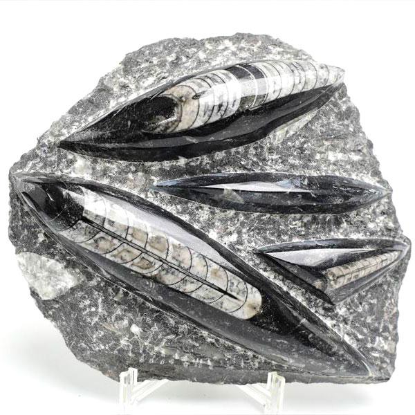 オルソセラス 直角貝 化石 プレート（約1480g）スタンド付き モロッコ