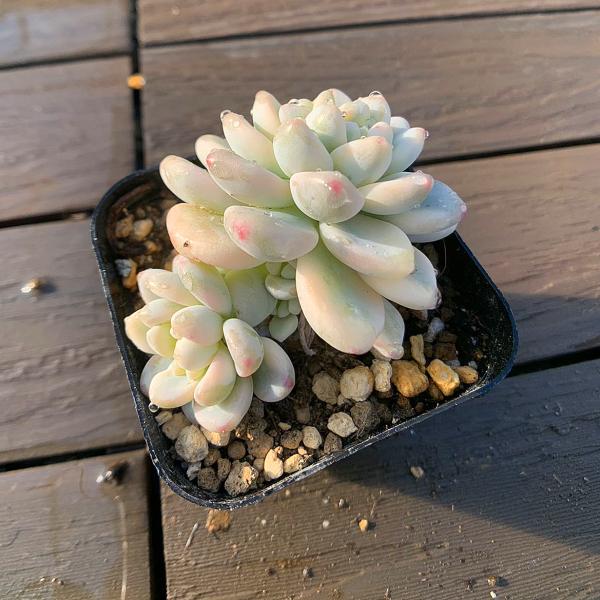 農園直売 多肉植物 寄せ植え エケベリア属 ロッティ錦 美苗 抜き苗