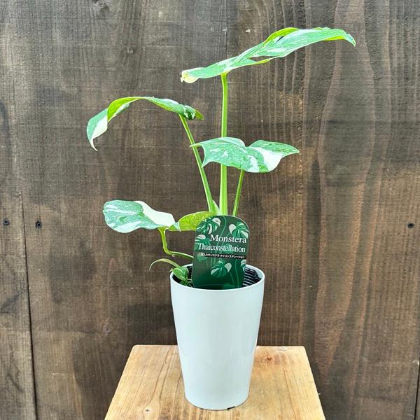 現品販売です。高さ約100㎝斑入りモンステラ・タイコンステレーション7