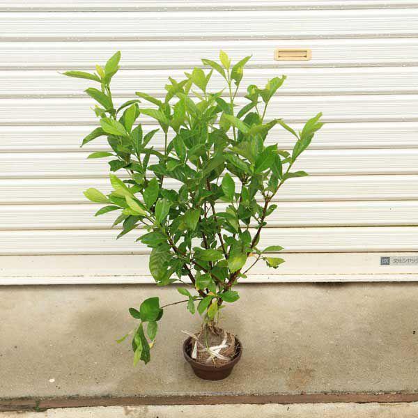 庭木：梔子（クチナシ）*くちなし : 遊恵盆栽 Yahoo!店 - 通販 - Yahoo