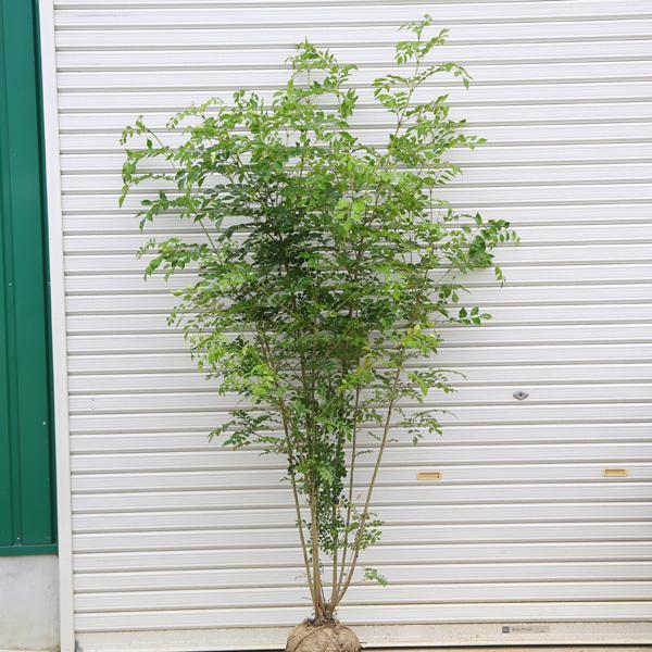 セット割‼️高さ100㎝前後❗️】シマトネリコ 株立ち 10本立ち以上 2本