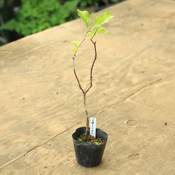 苗：つる梅もどき(オス木)*ツルウメモドキ/蔓梅擬 : 遊恵盆栽 Yahoo!店