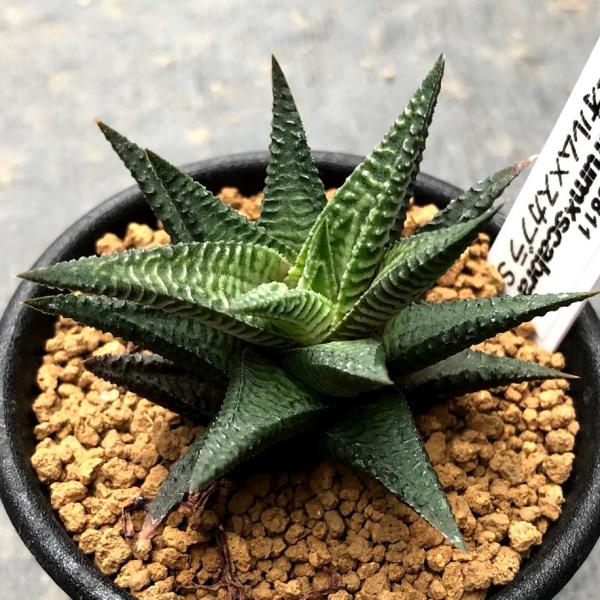 多肉植物：ハオルチア コエルマニオルム×スカブラ*S 幅7cm : 遊恵