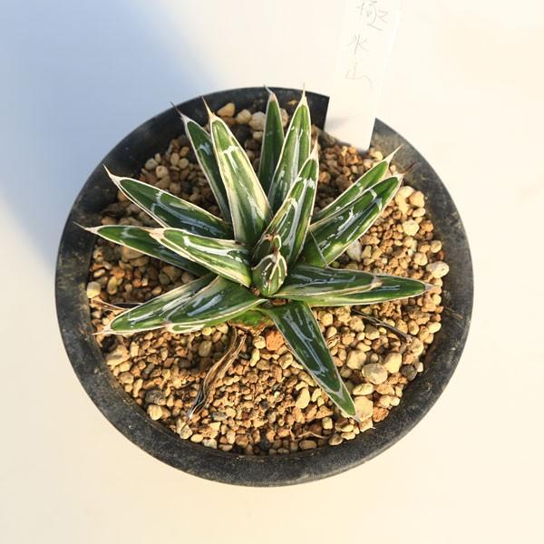 多肉植物：アガベ 笹の雪白虎斑 極氷山*9.5cm 現品 一品限り : 遊恵
