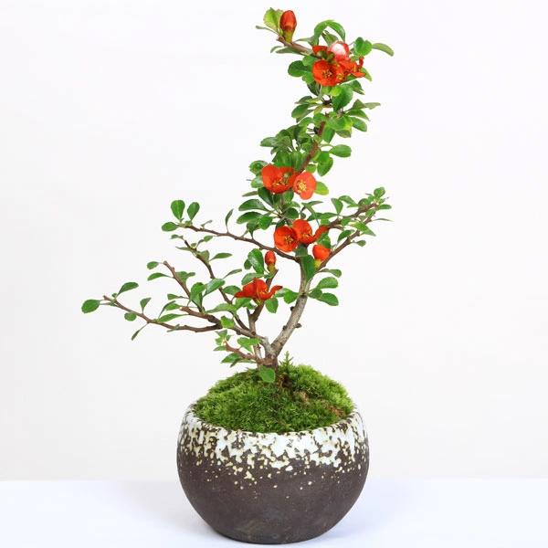 小品盆栽：長寿梅(鉢 現代小鉢作家 祥石(二代目)ゆうき)*鉢が選べる