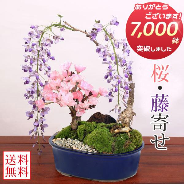 盆栽：桜・藤寄せ植え* (萬古焼青楕円鉢) ＜2026年春開花予定＞さくら