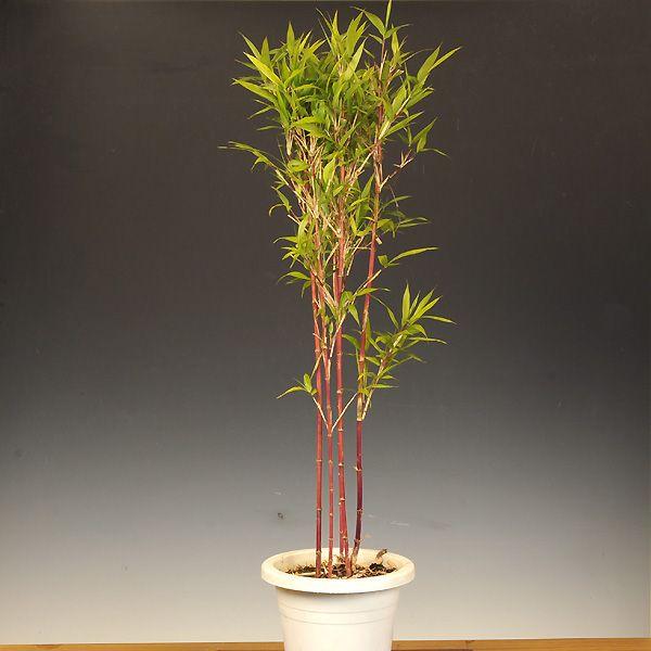 苗：朱竹 60cm : 遊恵盆栽 Yahoo!店 - 通販 - Yahoo!ショッピング