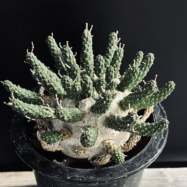 コーデックス：ユーフォルビア ガムケンシス 大株 実生*幅12cm 現品