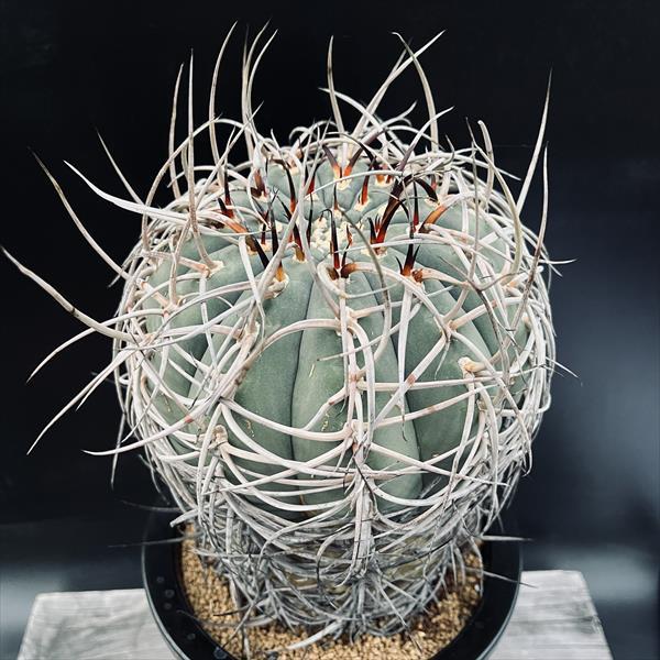 サボテン：ギムノカリキウム 光琳玉 自根*幅14cm 現品！一品限り