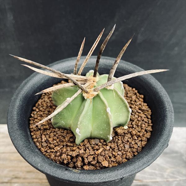 サボテン：アストロフィツム 水牛大鳳玉*幅5cm 現品！一品限り ☆赤松