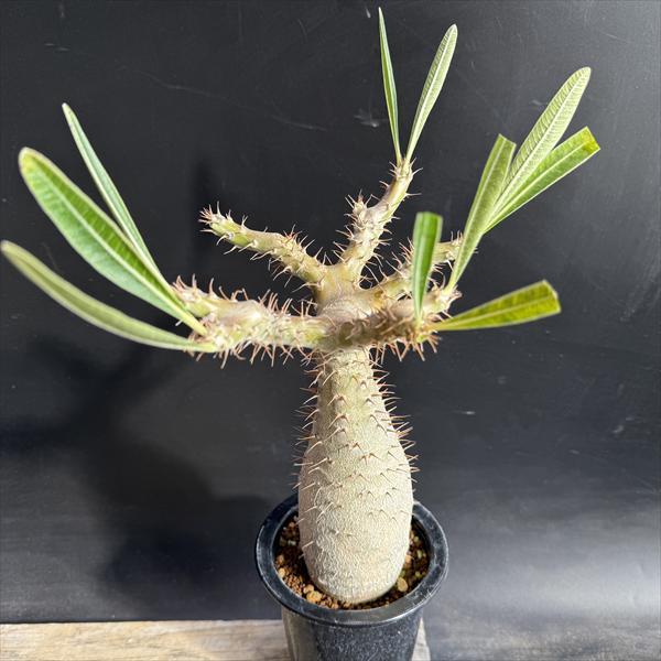 コーデックス：パキポディウム グラキリス 実生*枝幅15cm 現品！一品