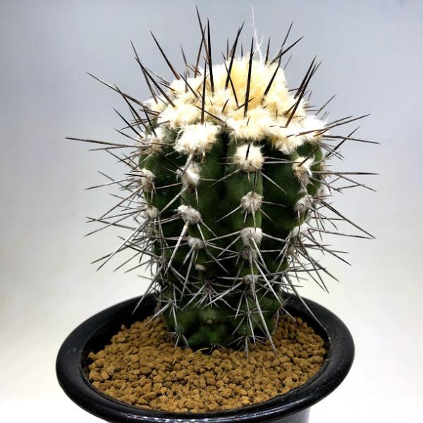 サボテン：コピアポア ブリトゲシイ 実生*幅7cm 現品！一品限り : 遊恵