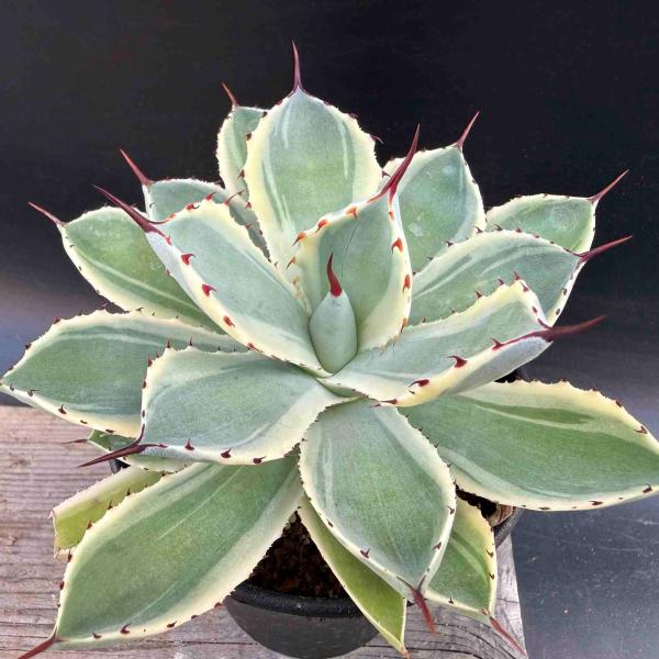 多肉植物：アガベ 吉祥冠錦 覆輪*M 幅10cm : 遊恵盆栽 Yahoo!店