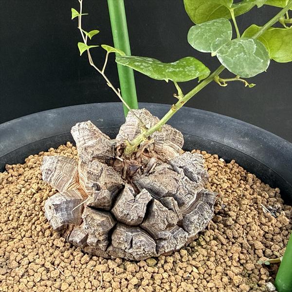 コーデックス：アフリカ亀甲竜*塊根幅7.5cm 現品！一品限り : 遊恵