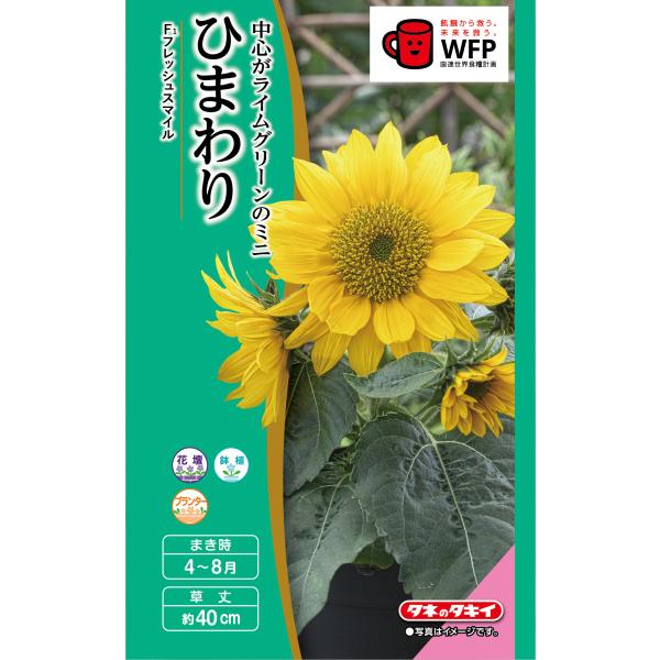 花種 NL300 矮性ひまわり F1フレッシュスマイル 小袋 [FHM416]【花の種
