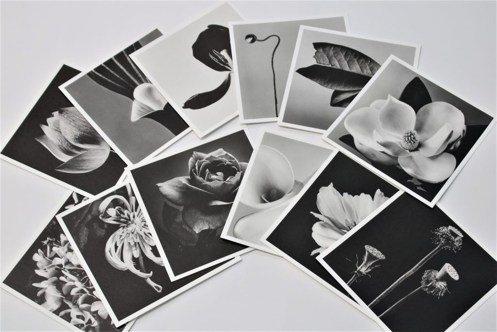 石元泰博〈HANA〉ポストカード発売のお知らせ | 石元泰博フォトセンター