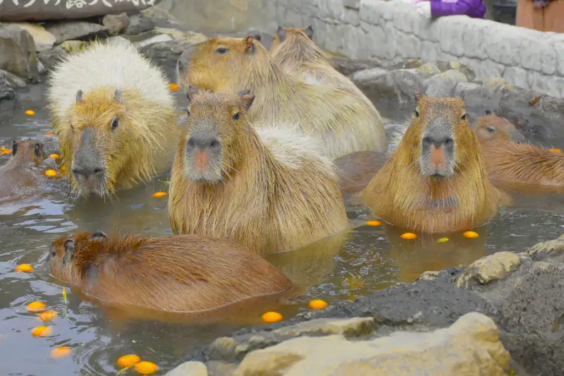 カピバラ | 伊豆シャボテン動物公園
