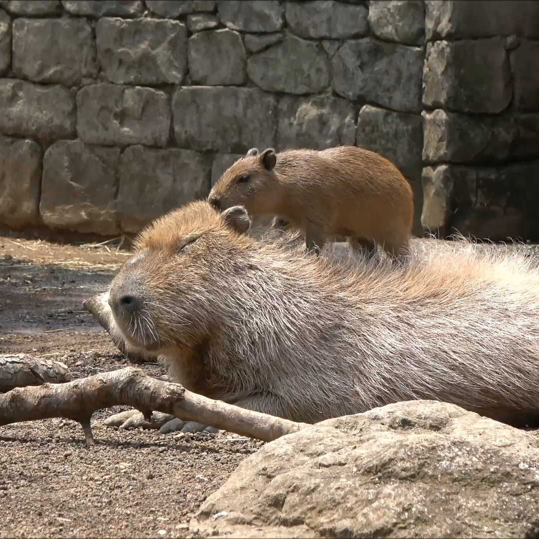カピバラ | 伊豆シャボテン動物公園