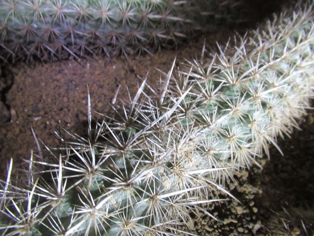 イルカ、今年も咲きましたよ～♪ | アニマルブログ動物 ＆ サボテン