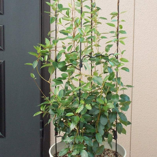 スクウェア オベリスクEX – 園芸逸品館