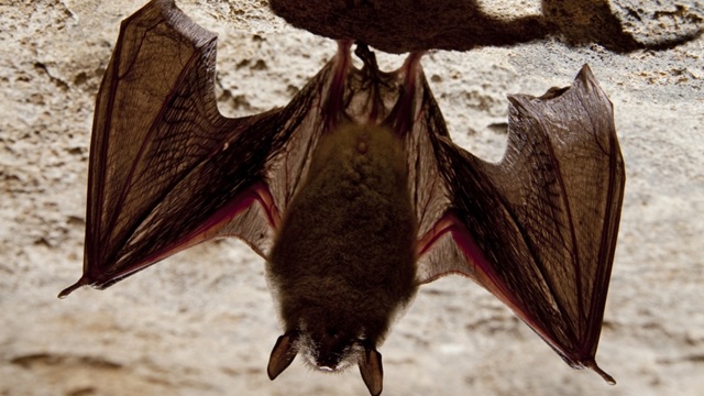 コウモリの超音波探査と飛行メカニズム：最新研究レビュー | J-IMPACT