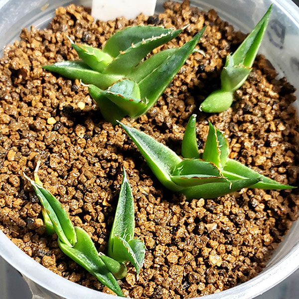 07 他のアガベたち | NPO法人日本多肉植物の会