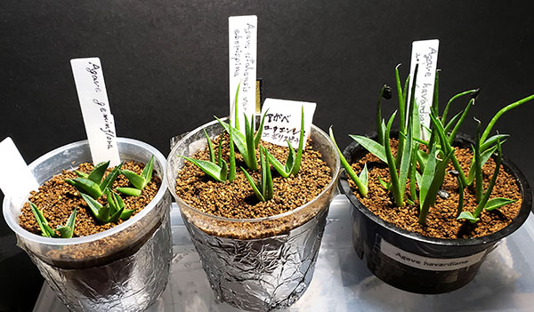 07 他のアガベたち | NPO法人日本多肉植物の会