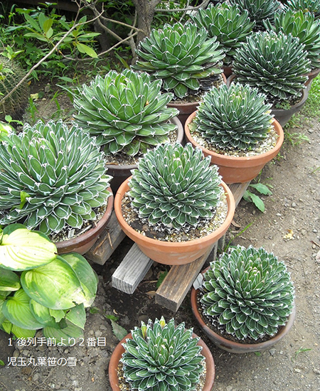 アガベ 児玉姫笹の雪 大株 アガベ 児玉姫笹の雪