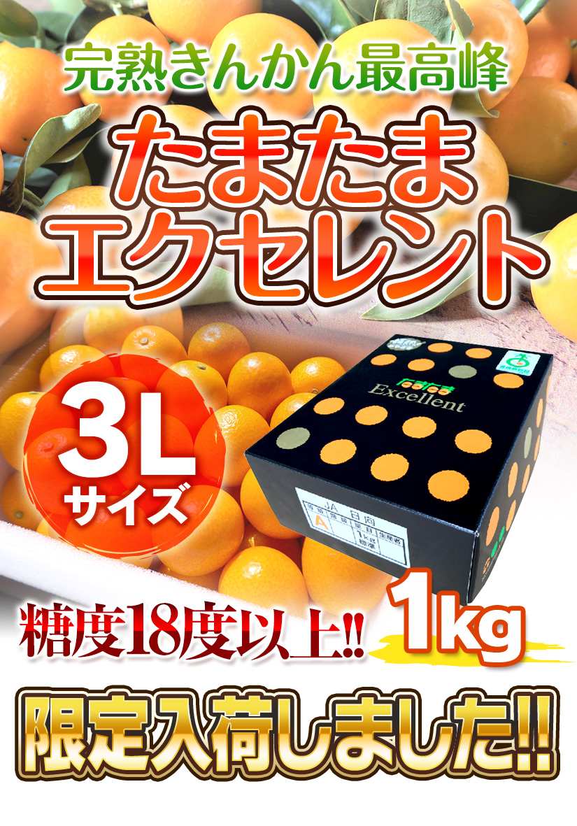 きんかんたまたまエクセレント3L｜｜│JAみやざき 日向オンラインショップ