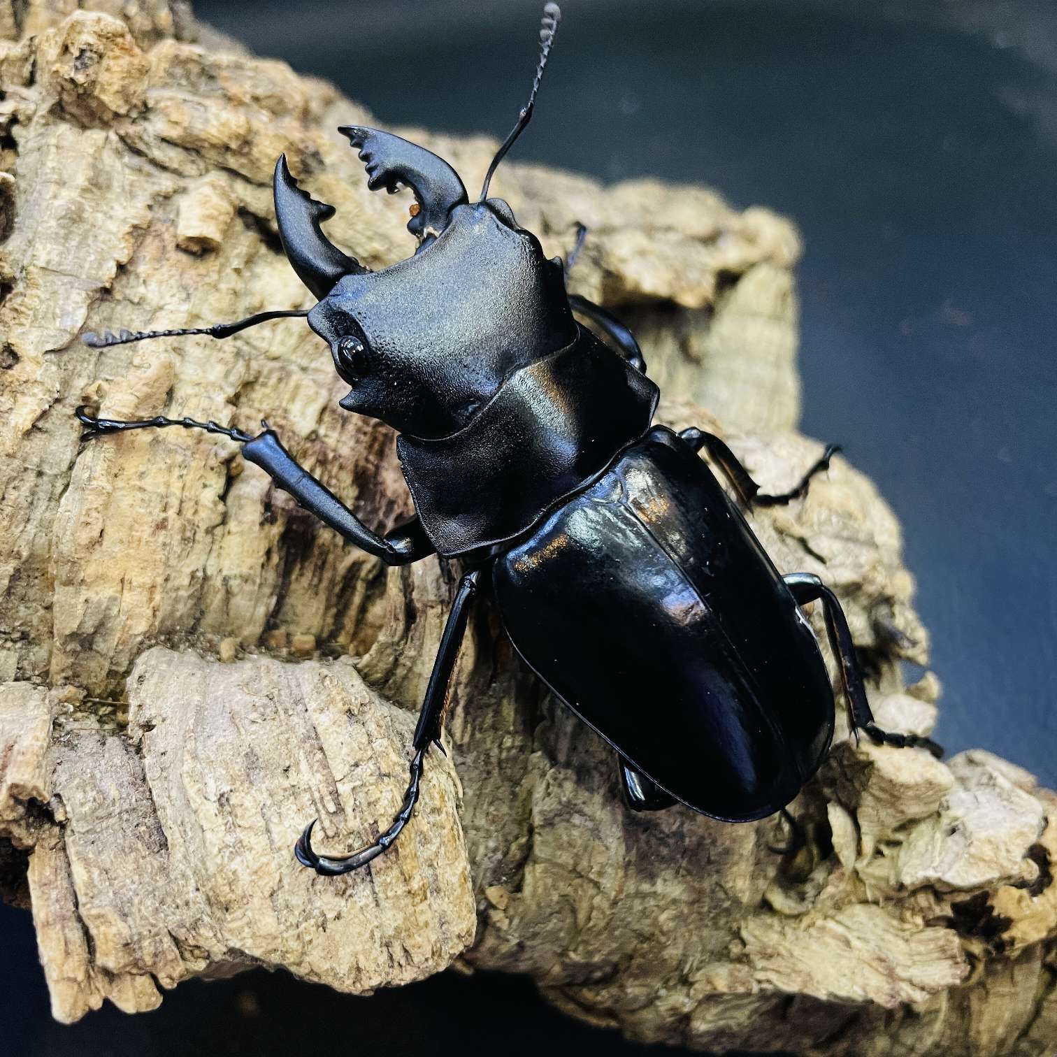 スチーブンスツヤクワガタの販売 2026年 ペットショップJaRep