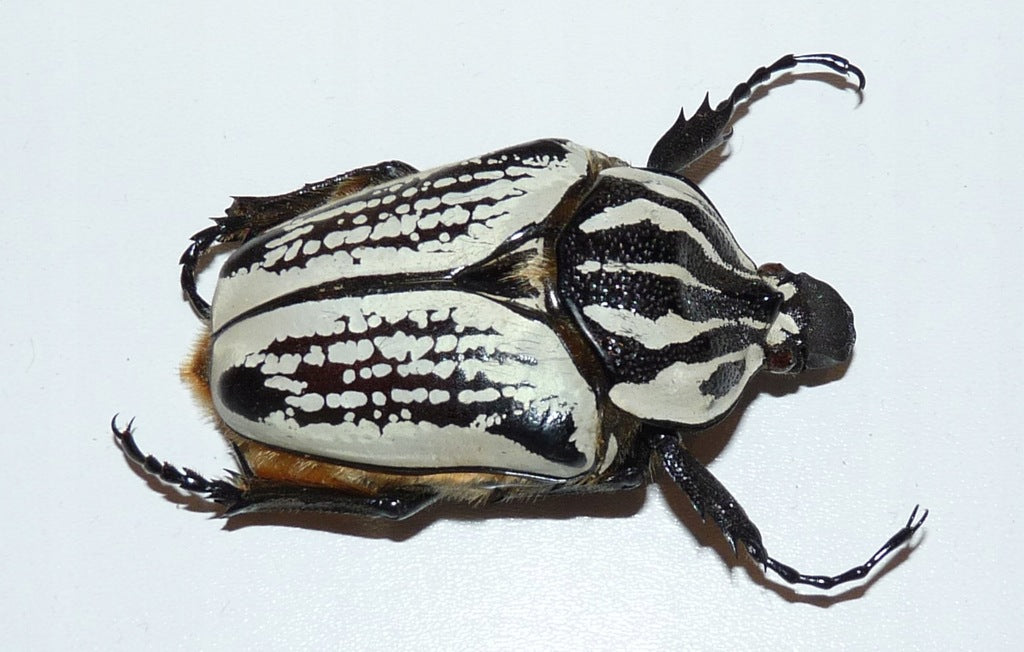 Oriental Goliath Beetle (Goliathus orientalis preissi) – James