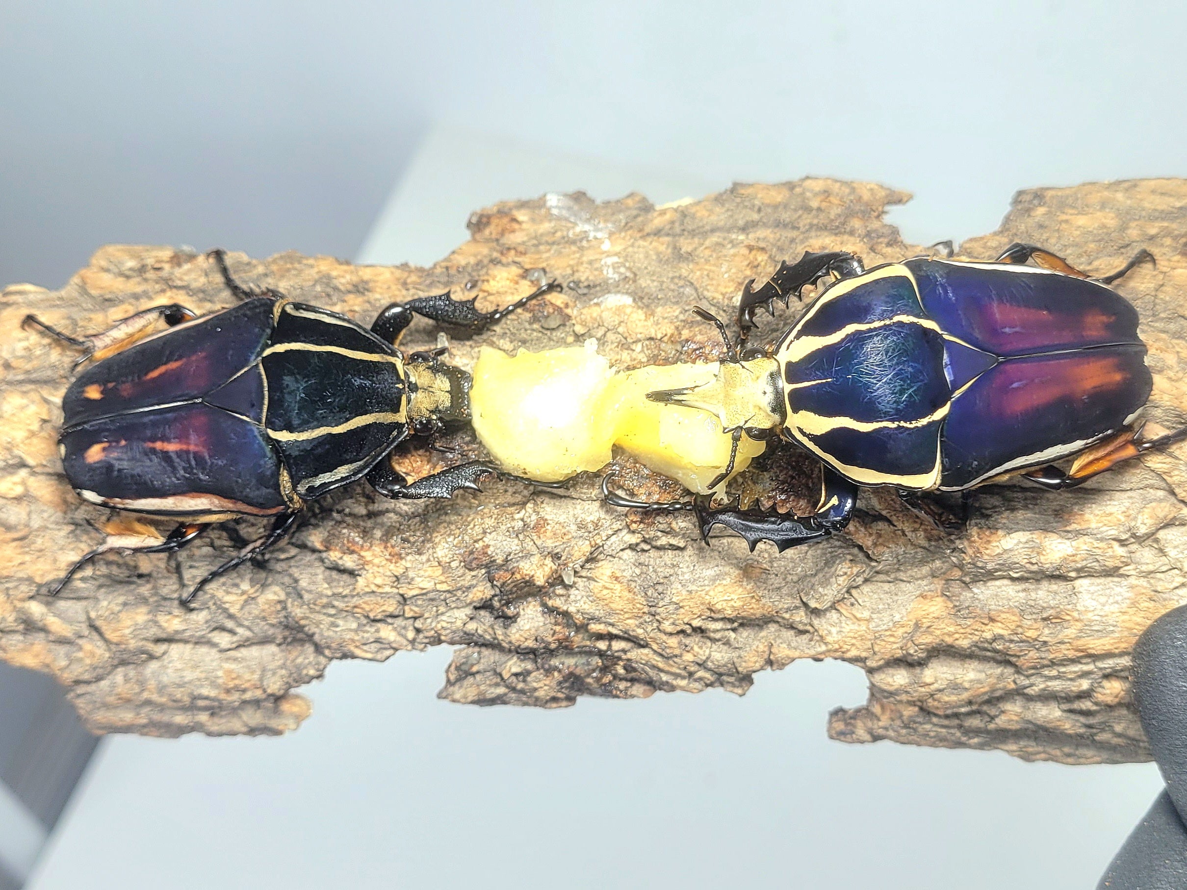 Giant Flower Beetle (Mecynorhina torquata ugandensis) (Blue