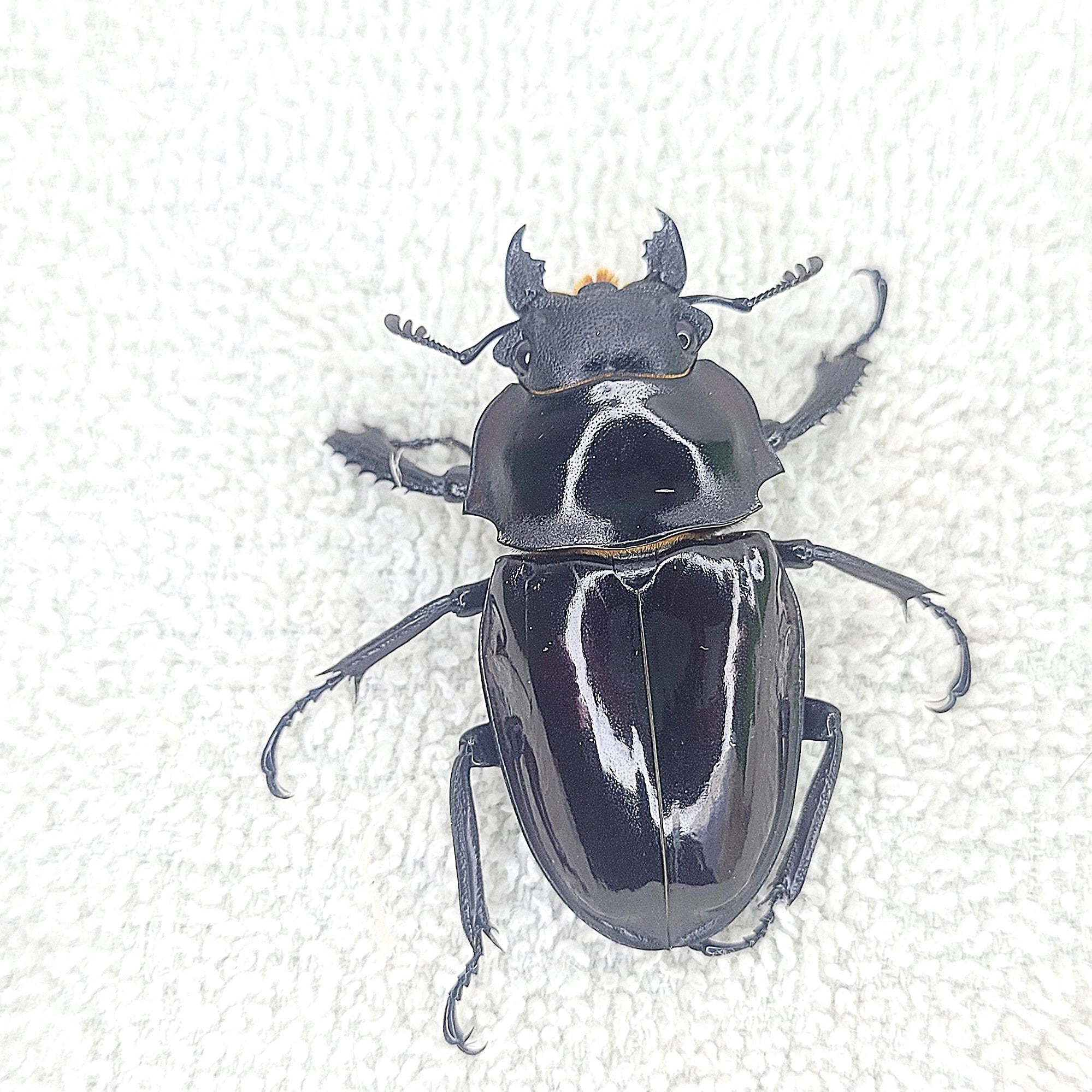Taiwan Ghost Stag Beetle (Odontolabis siva parryi) – James' Beetle