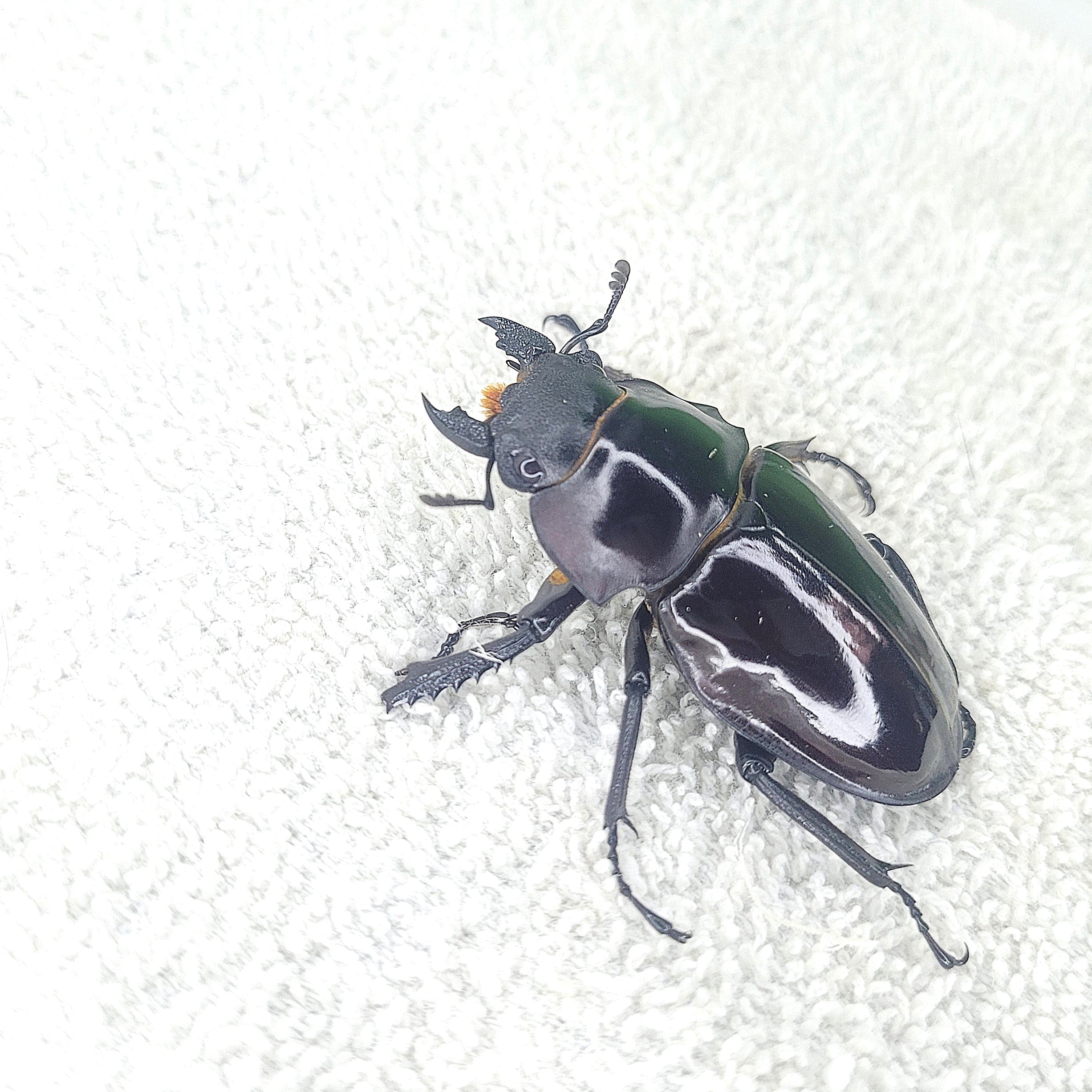 Taiwan Ghost Stag Beetle (Odontolabis siva parryi) – James' Beetle