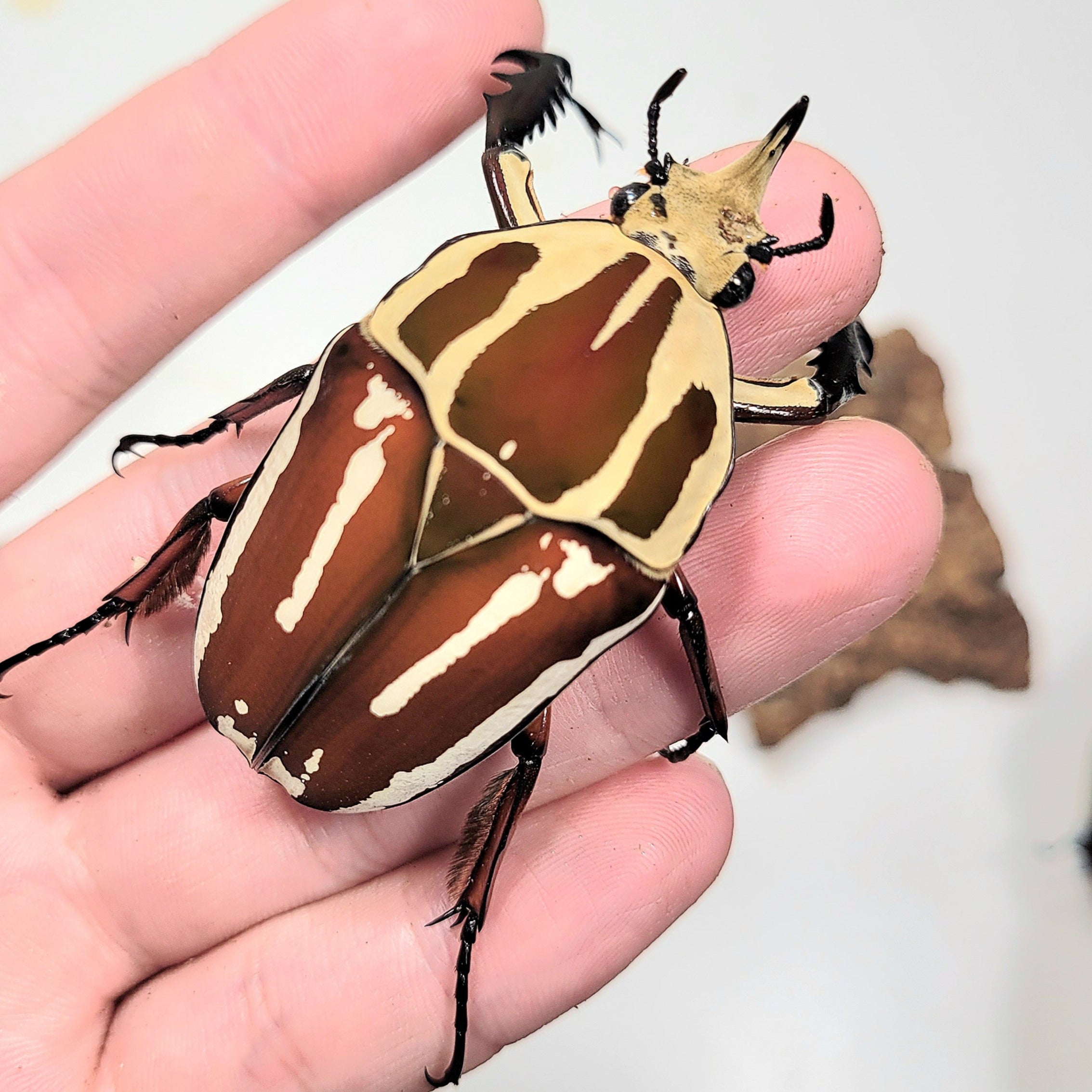 Giant Flower Beetle (Mecynorhina torquata ugandensis) (Red
