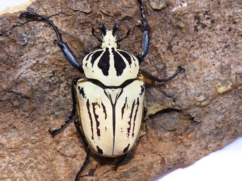 Oriental Goliath Beetle (Goliathus orientalis preissi) – James