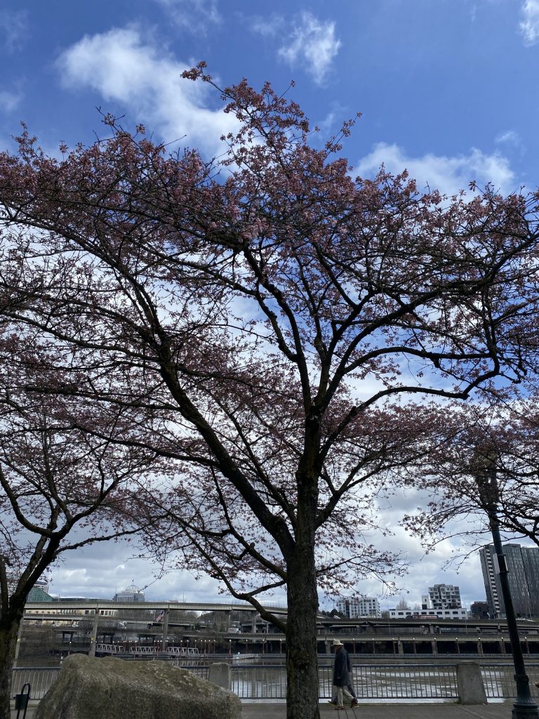 Cherry Blossom Season is Here! – Japanese American Museum of Oregon